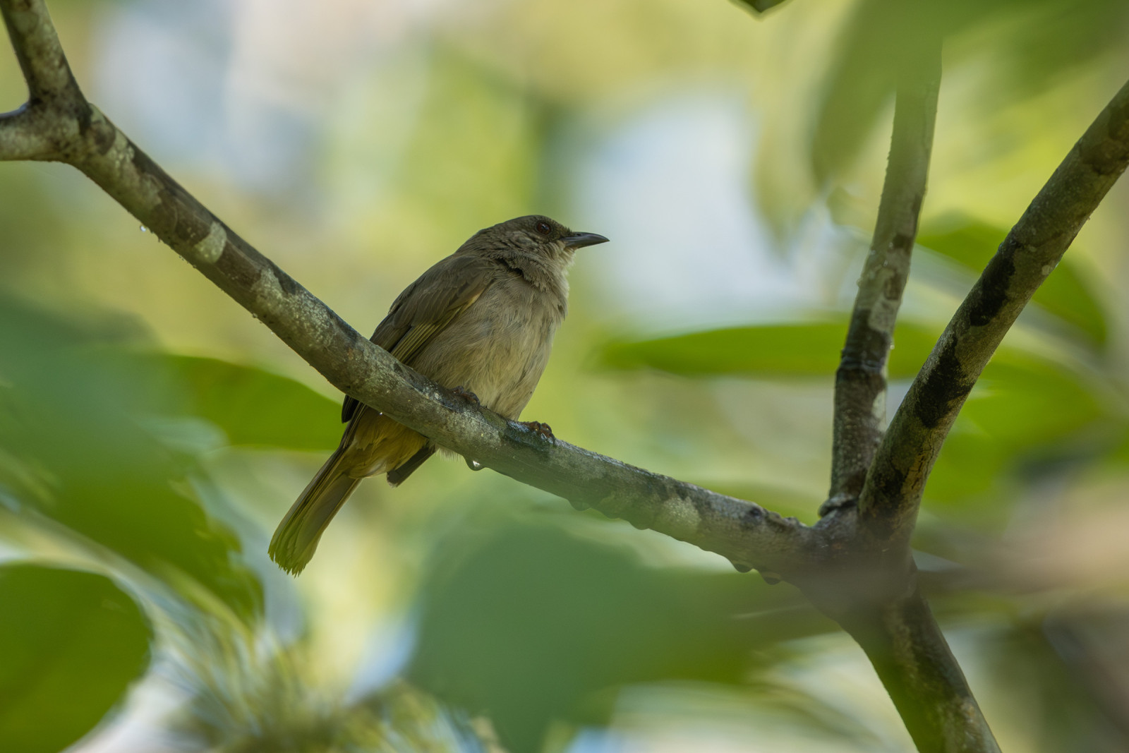 image Olive-winged Bulbul